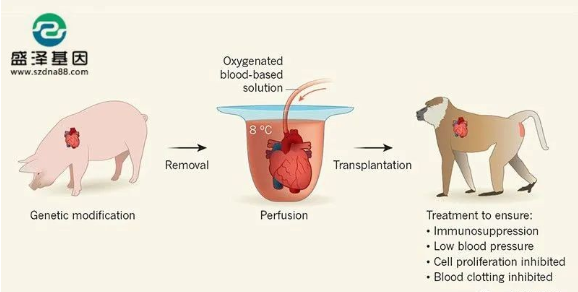 醫(yī)學(xué)怪病奇美拉現(xiàn)象:親自生未必是親生?你身體還住著另一個(gè)人? 醫(yī)學(xué)怪病奇美拉現(xiàn)象:親自生未必是親生?你身體還住著另一個(gè)人?