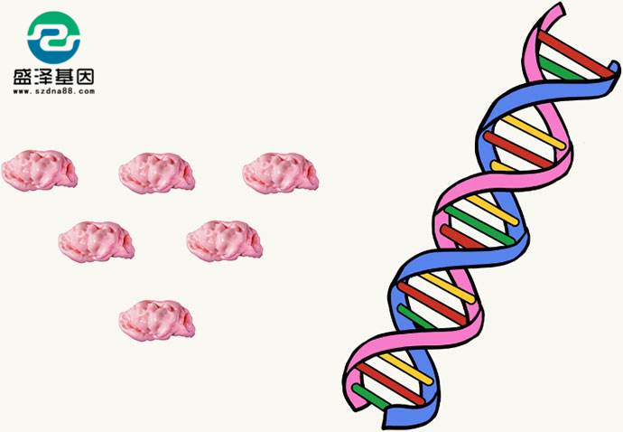 吃過的口香糖上面粘的口腔黏膜細胞能用來做親子鑒定