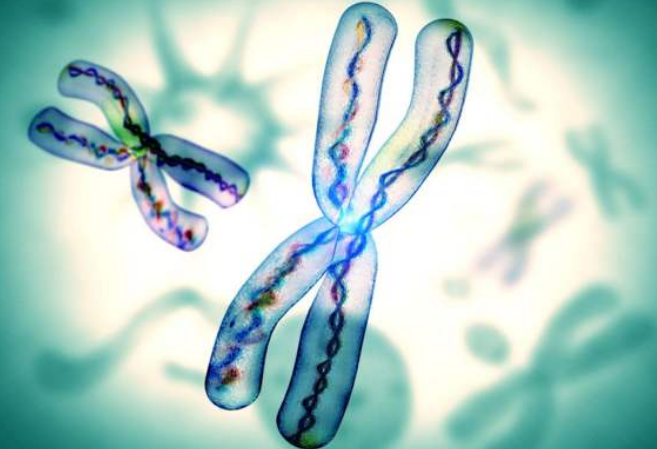 親子鑒定一般會(huì)有血型測(cè)試、染色體多態(tài)性、DNA鑒定這幾種方法