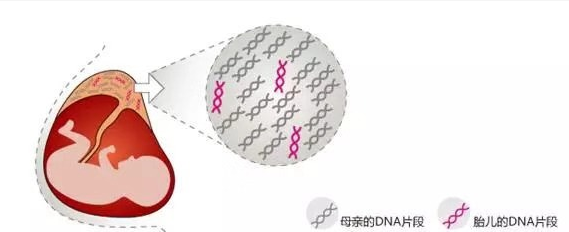 無(wú)創(chuàng)胎兒親子鑒定準(zhǔn)確率是多少？關(guān)于無(wú)創(chuàng)胎兒親子鑒定檢測(cè)技術(shù)