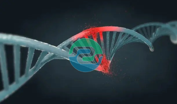 如何在懷孕一個月內(nèi)進(jìn)行中山無創(chuàng)胎兒親子鑒定？